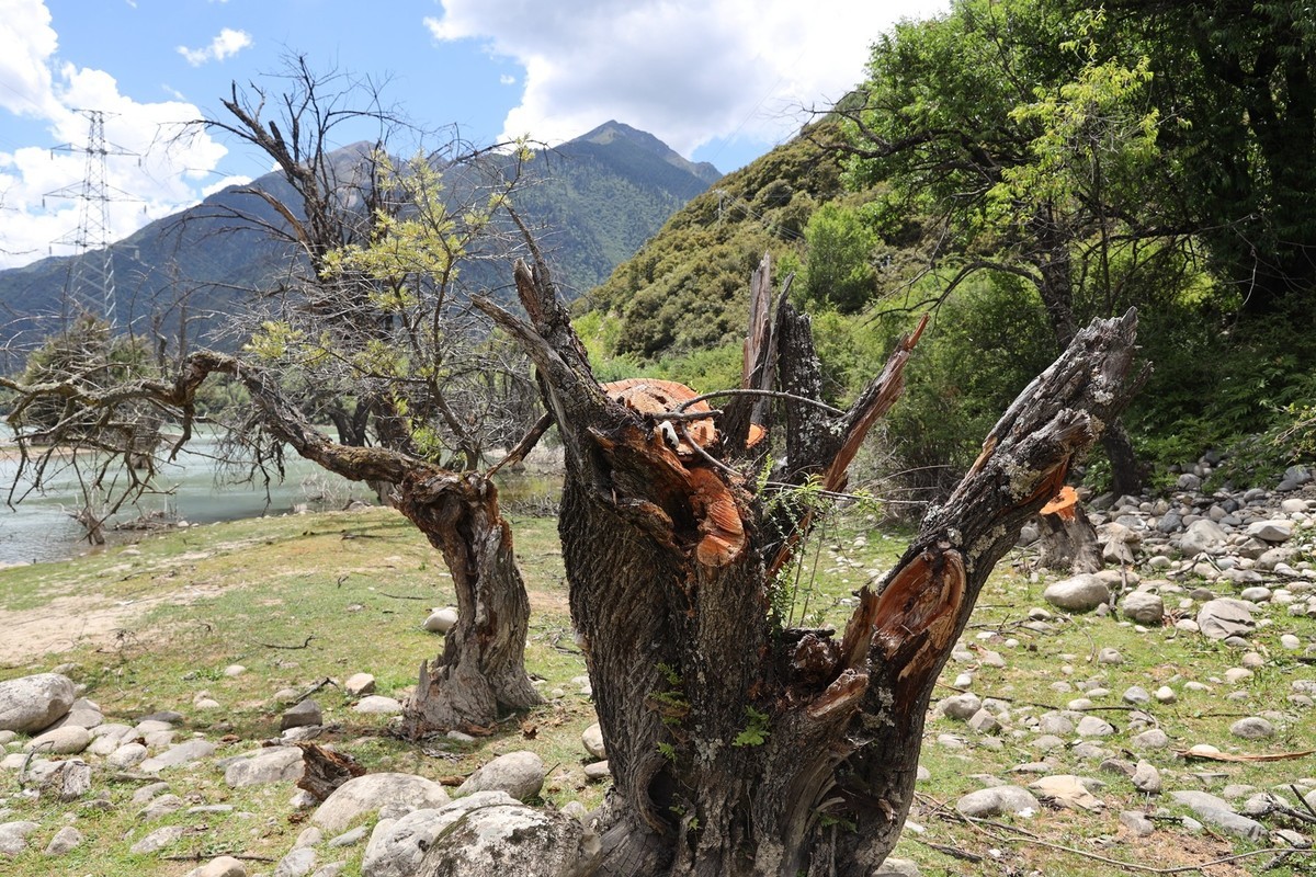 强劲的生命力--树