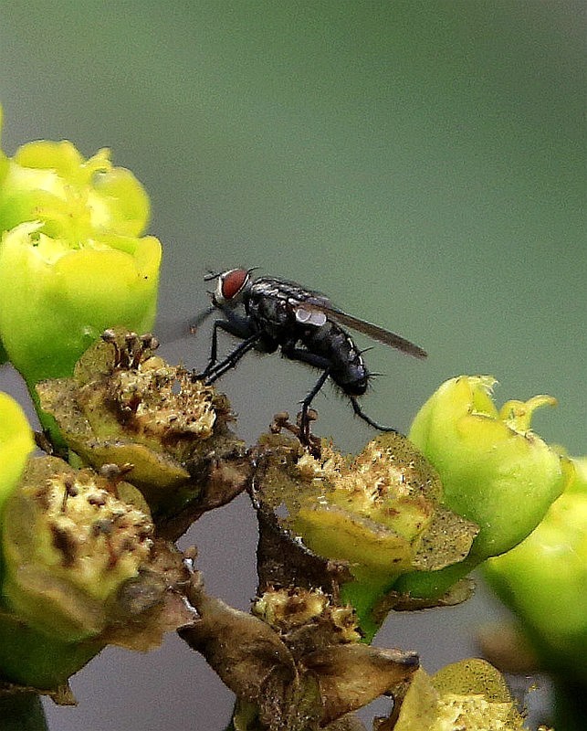 854【不老松：海南游摄纪实】临高长島兰湾拍霸王鞭上的苍蝇！