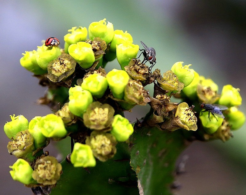 854【不老松：海南游摄纪实】临高长島兰湾拍霸王鞭上的苍蝇！
