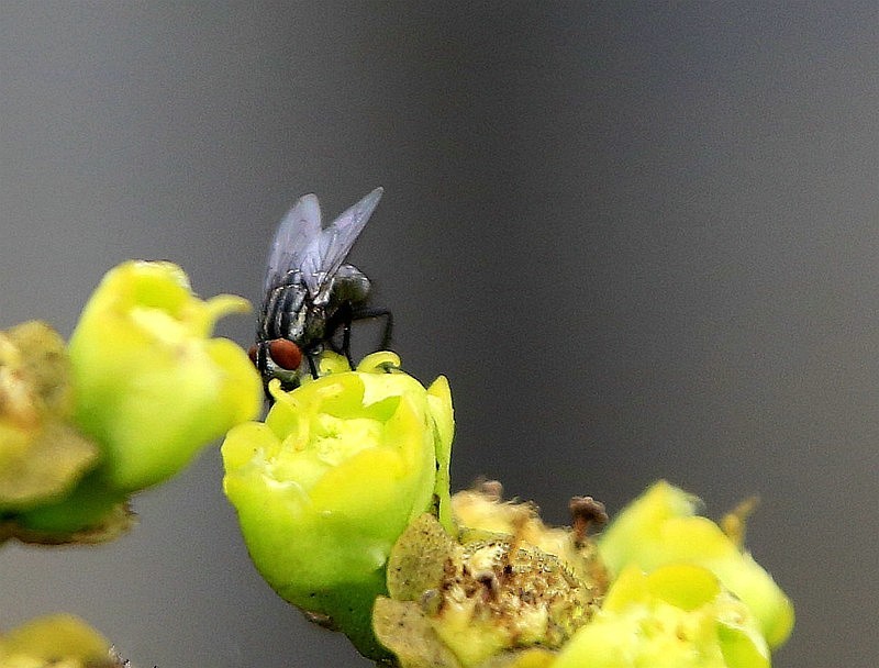 854【不老松：海南游摄纪实】临高长島兰湾拍霸王鞭上的苍蝇！