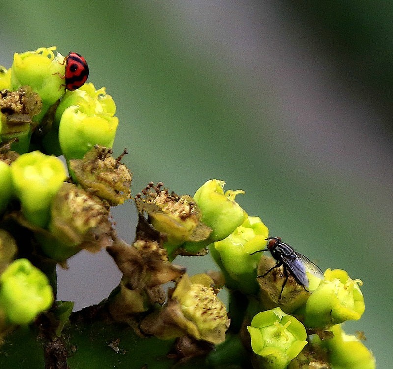 854【不老松：海南游摄纪实】临高长島兰湾拍霸王鞭上的苍蝇！