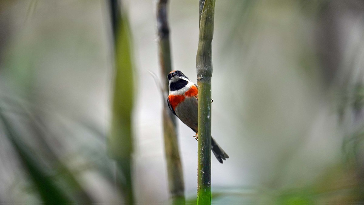 神奇物种——红头长尾山雀
