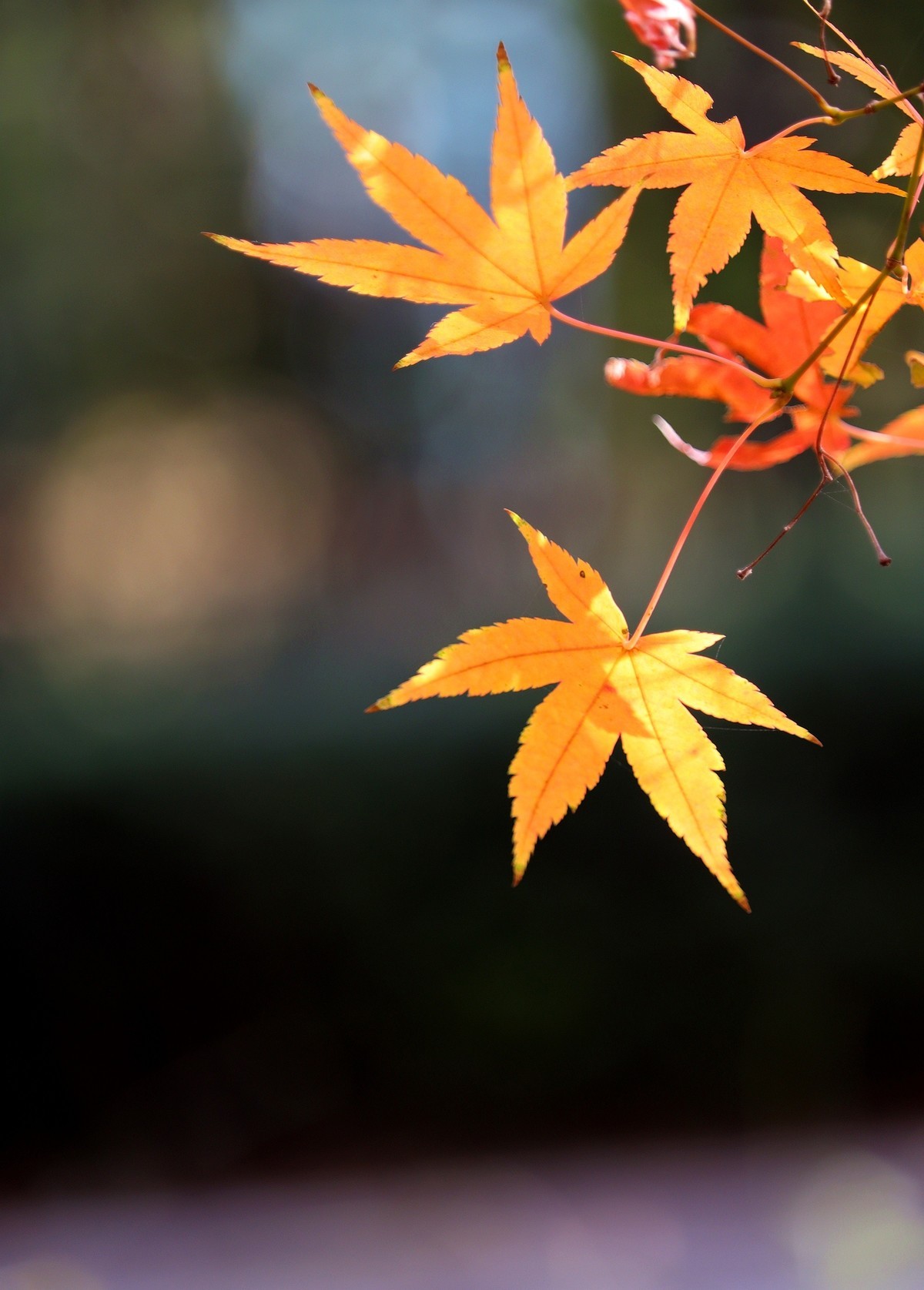 冬日里残存的红叶之光影鸡爪槭2