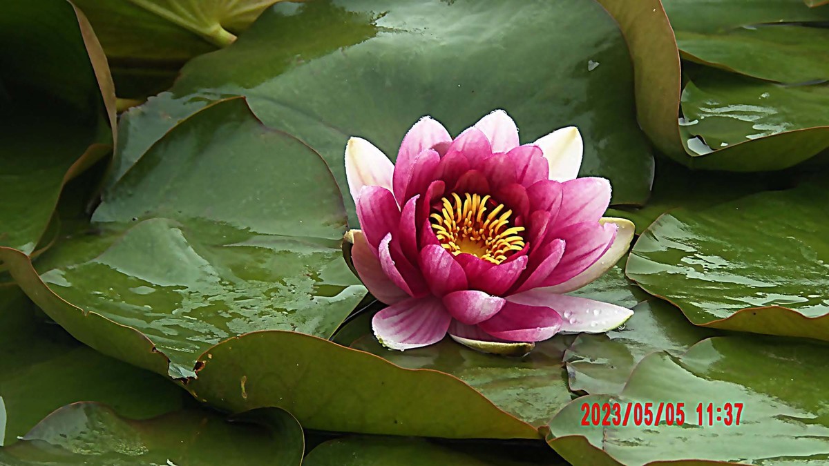 蒙蒙细雨中的睡莲