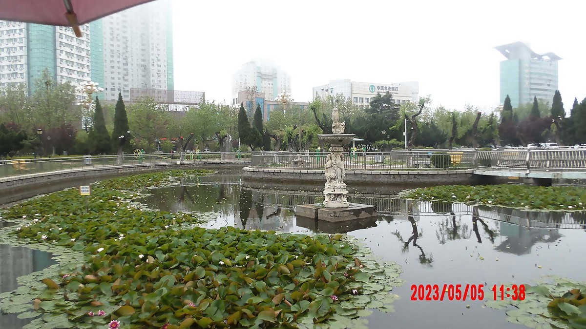 蒙蒙细雨中的睡莲