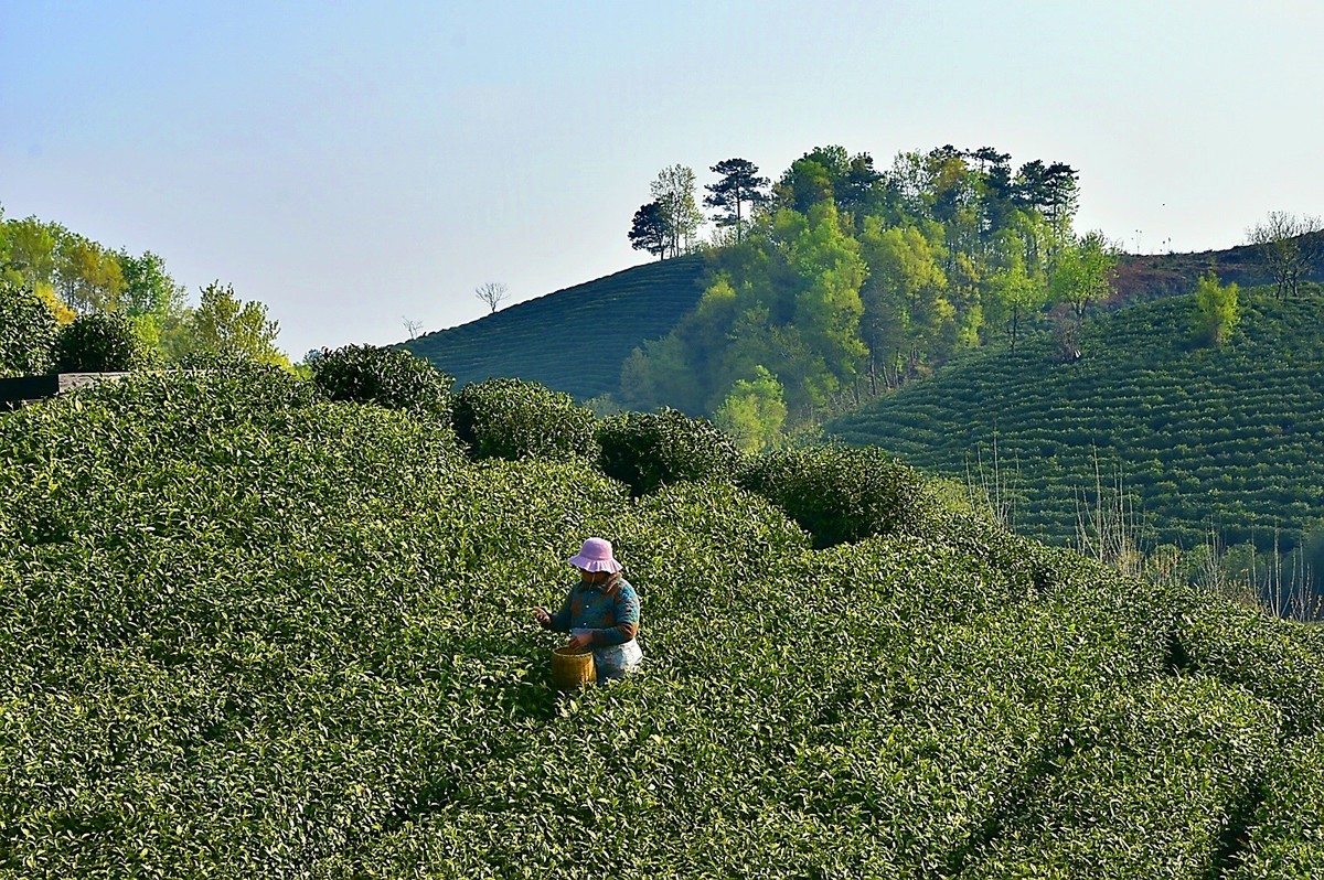 信阳毛尖发源地