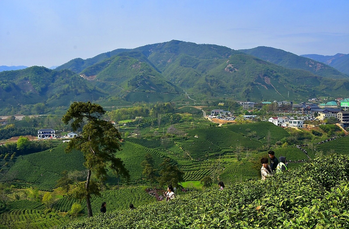 信阳毛尖发源地