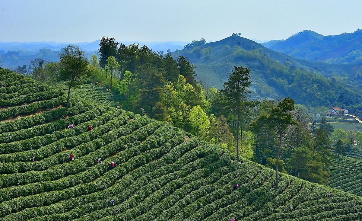信阳毛尖发源地