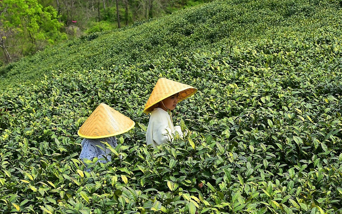信阳毛尖发源地