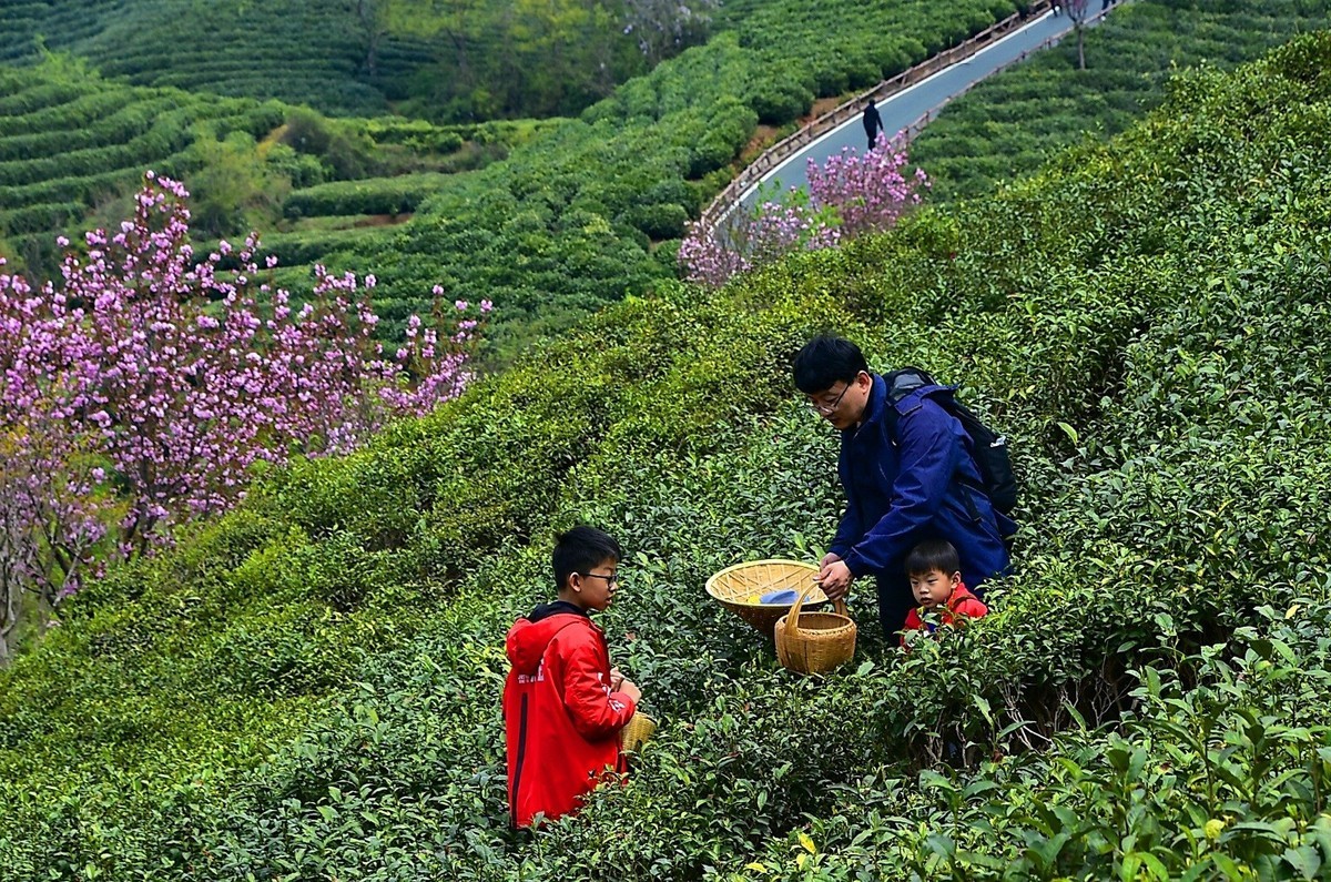 信阳毛尖发源地