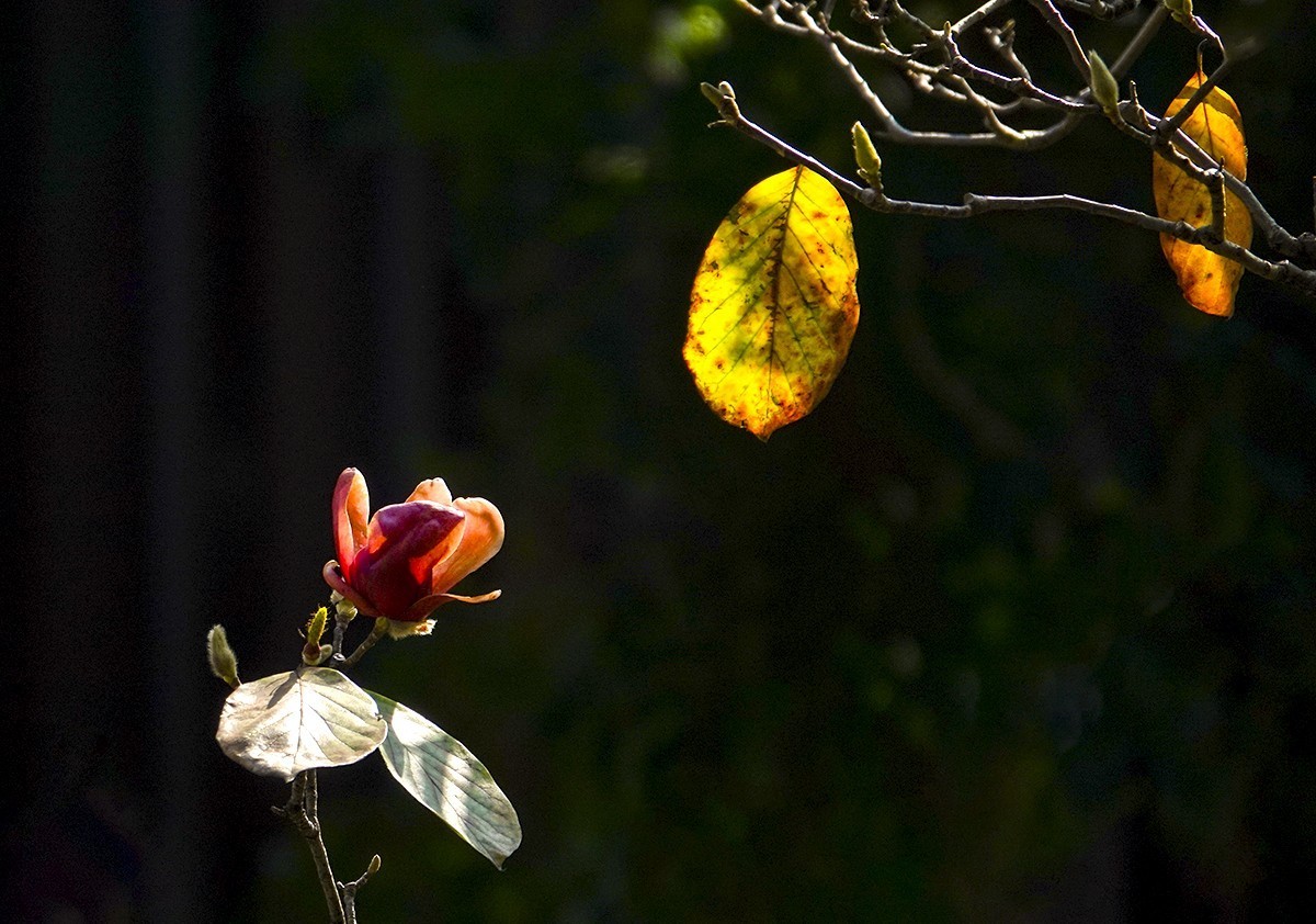 春花秋叶竞璀璨
