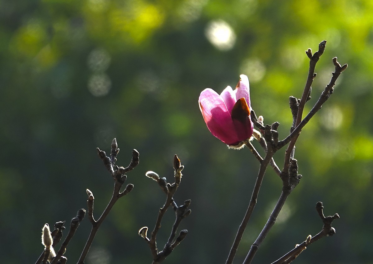 春花秋叶竞璀璨