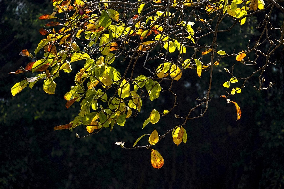 春花秋叶竞璀璨