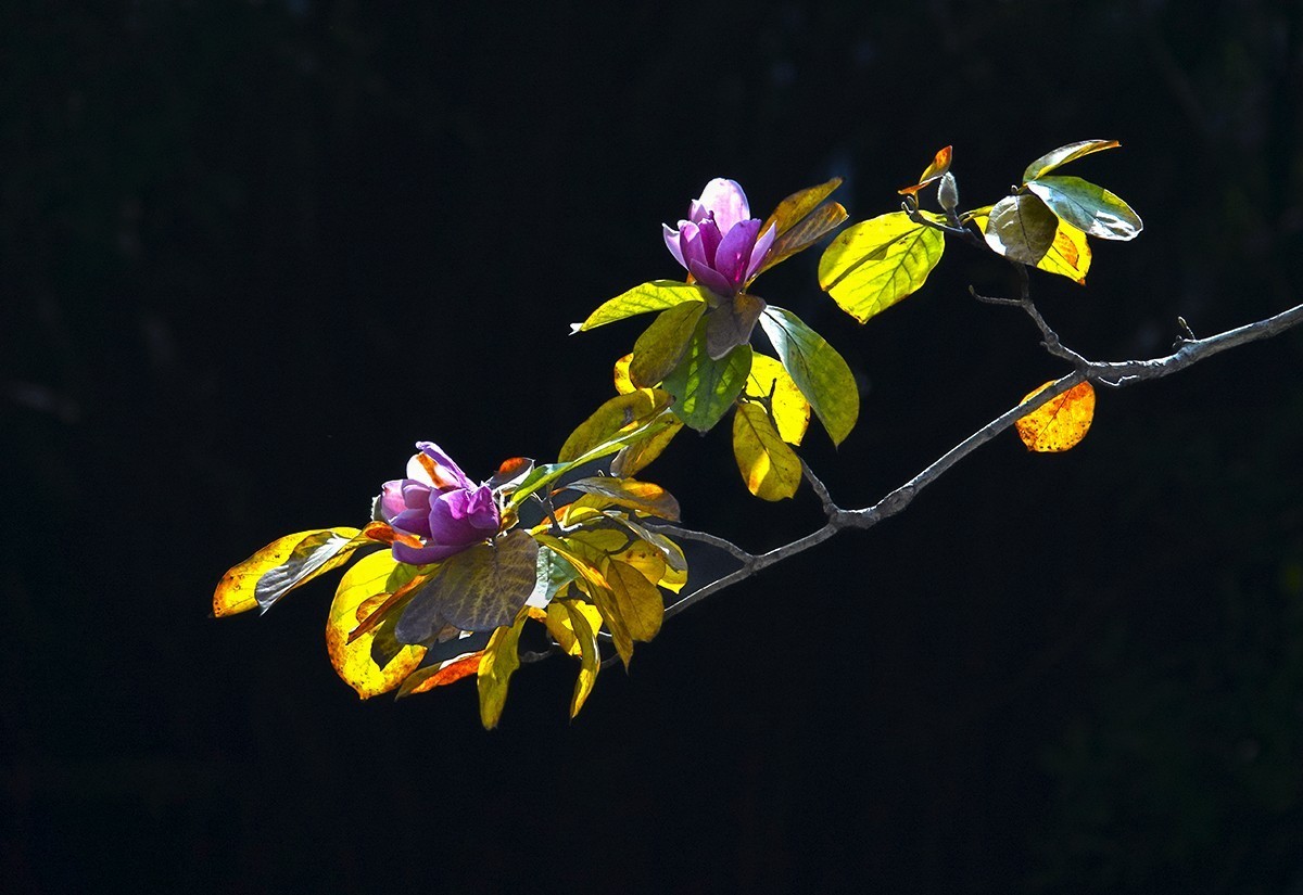 春花秋叶竞璀璨