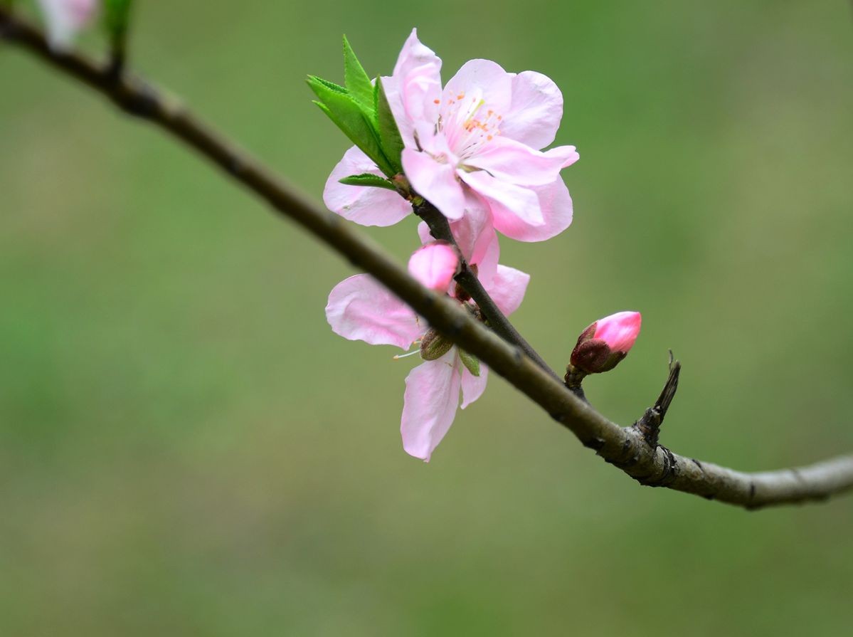 花卉系列【3230】