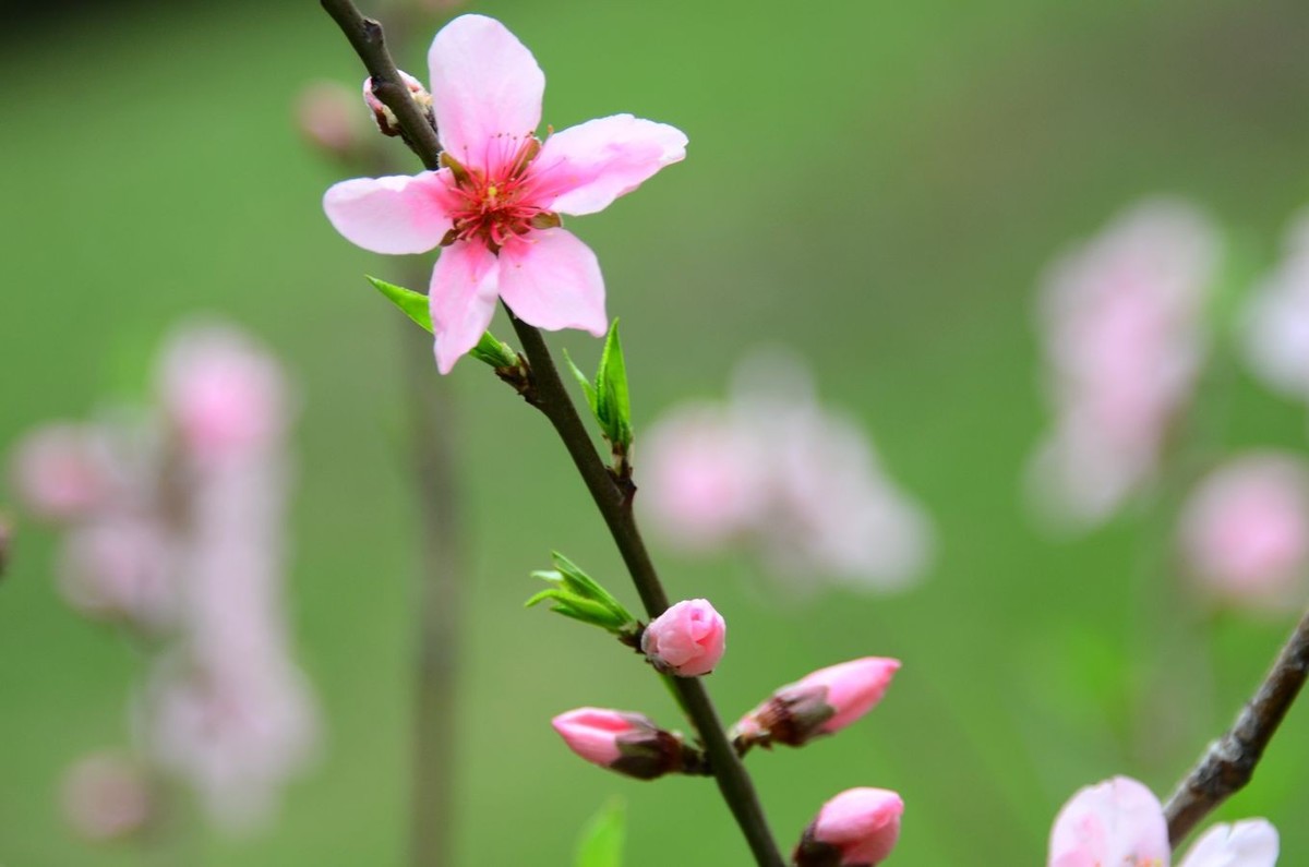 花卉系列【3230】