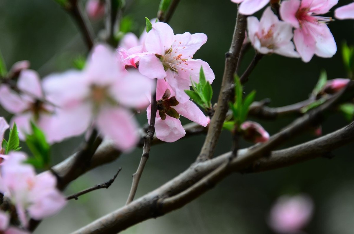 花卉系列【3230】