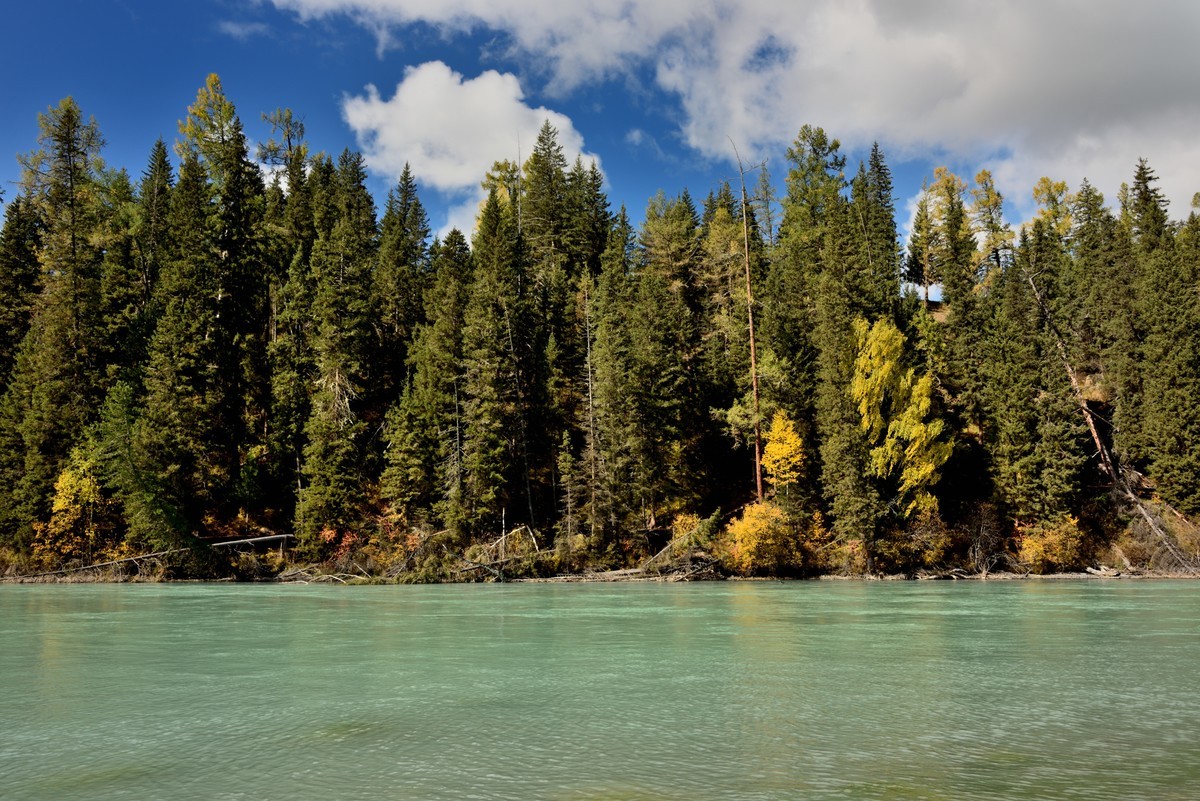 #留住美丽秋天# ——喀纳斯河畔风光【2】