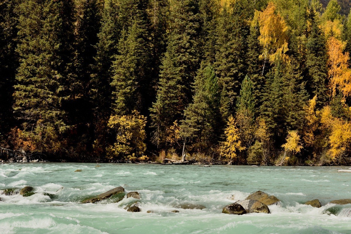 #留住美丽秋天# ——喀纳斯河畔风光【2】