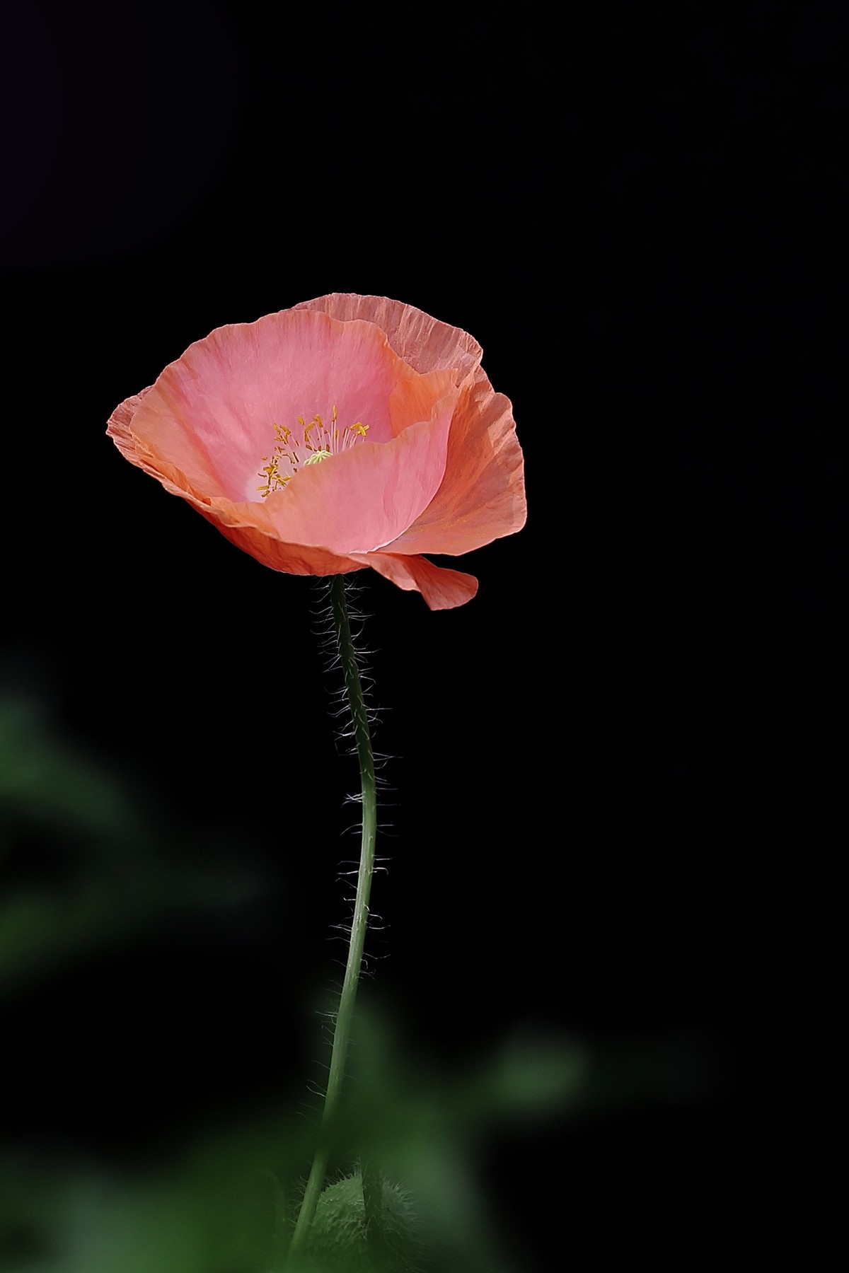 虞美人(22年花卉 144)