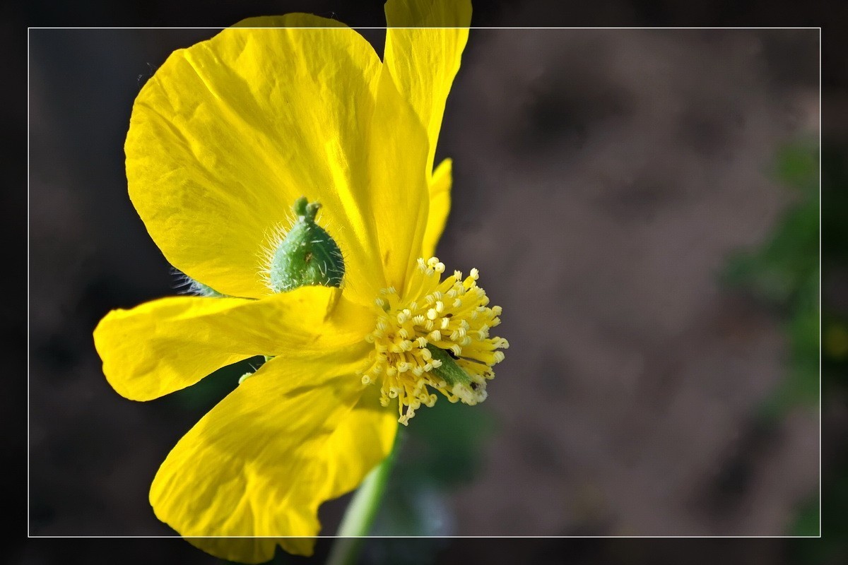 小米13Pro 微距一组！