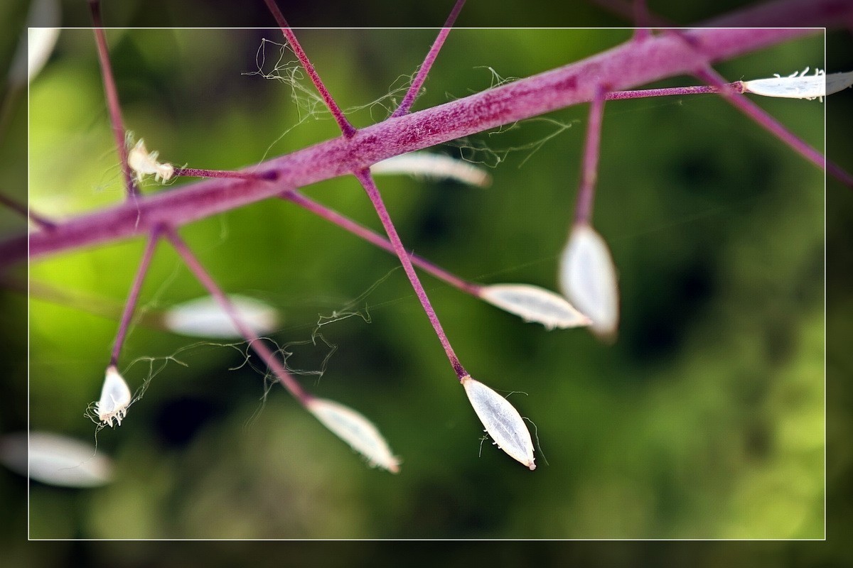 小米13Pro 微距一组！