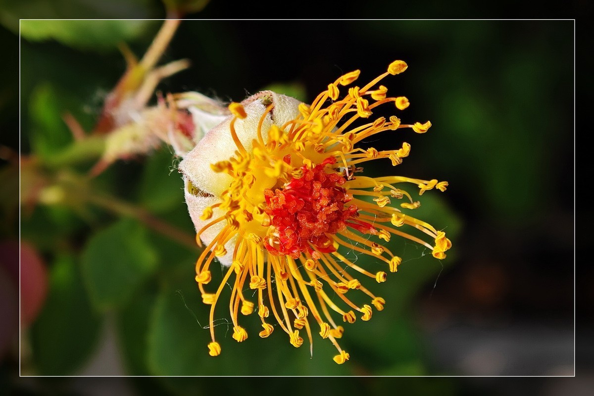 小米13Pro 微距一组！