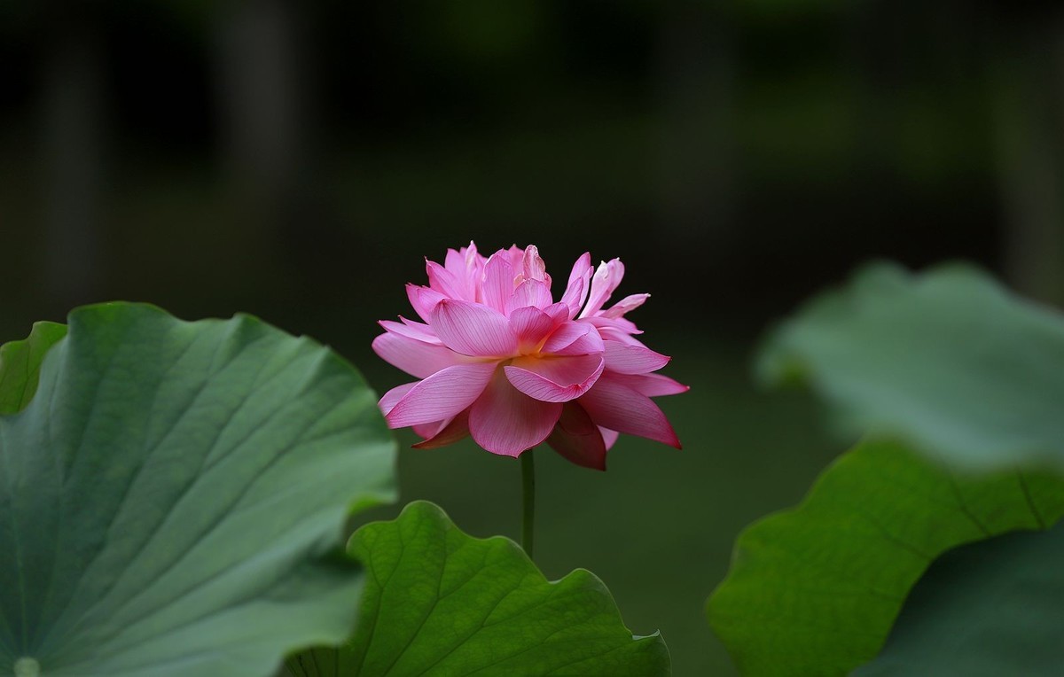 #九月精品学习@#