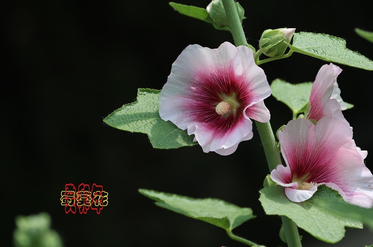 #九月精品学习@#