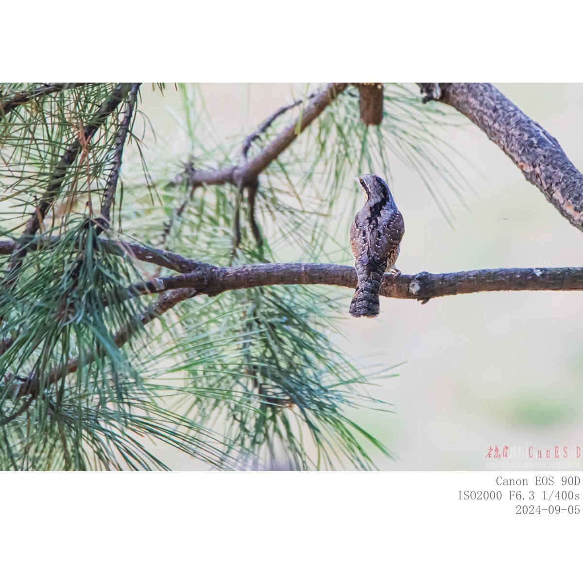 长着超长舌头以蚂蚁为主食的蚁?鸟