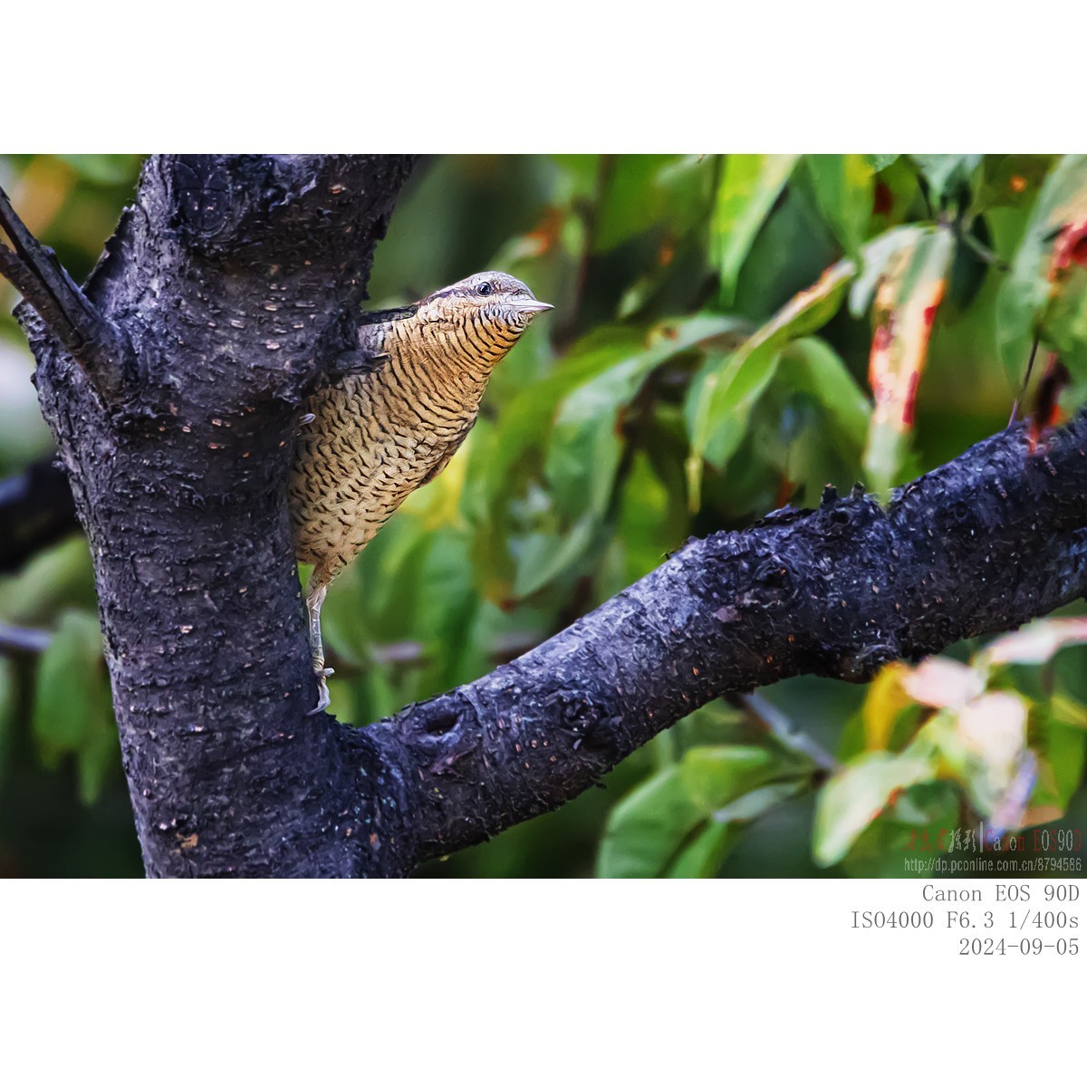 长着超长舌头以蚂蚁为主食的蚁?鸟