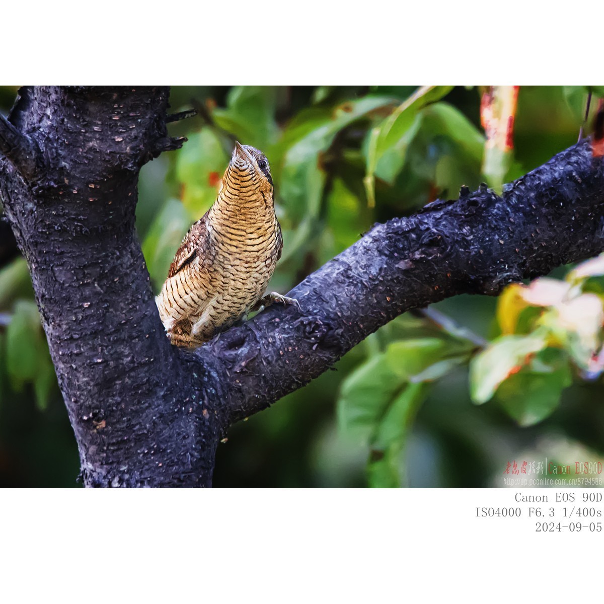 长着超长舌头以蚂蚁为主食的蚁?鸟