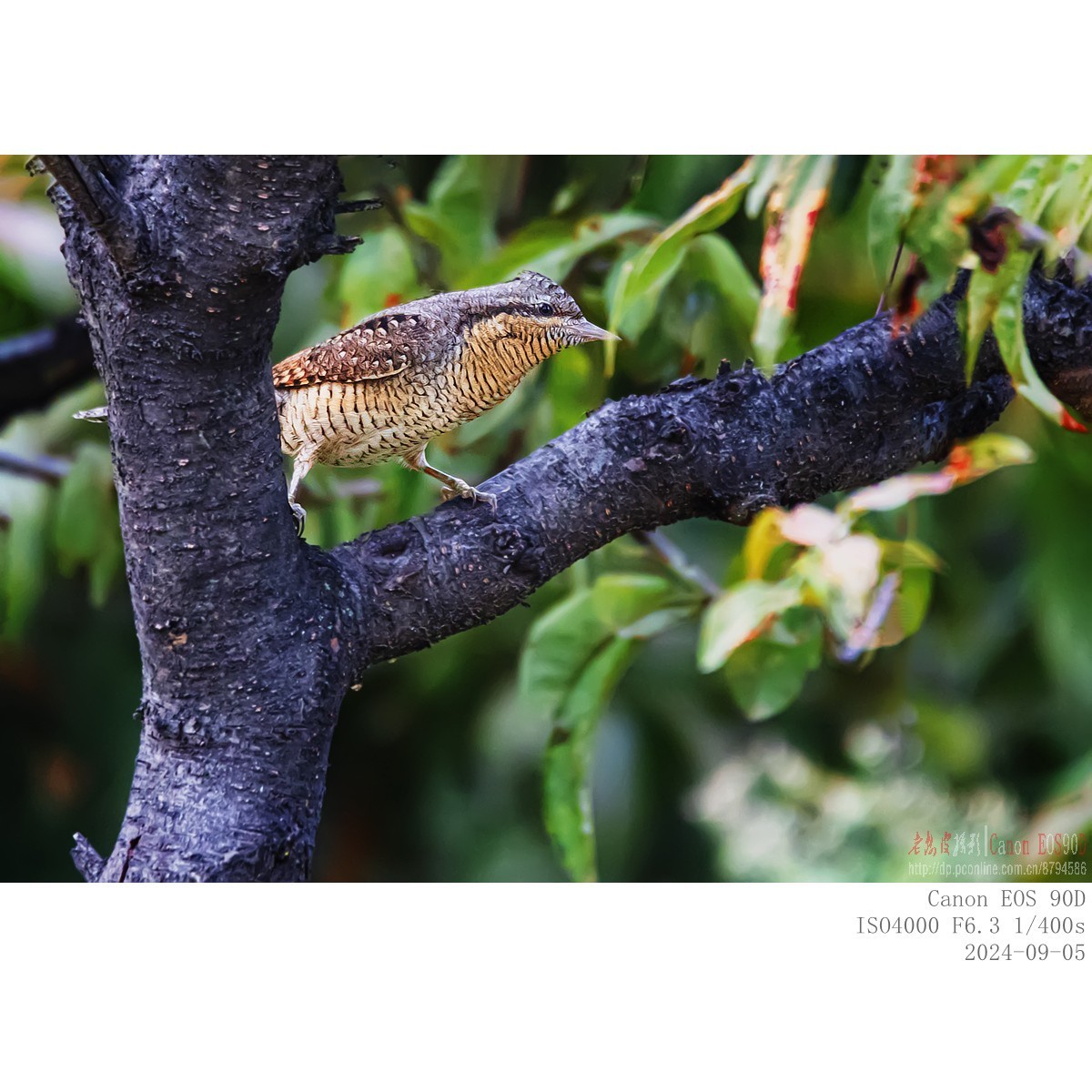 长着超长舌头以蚂蚁为主食的蚁?鸟