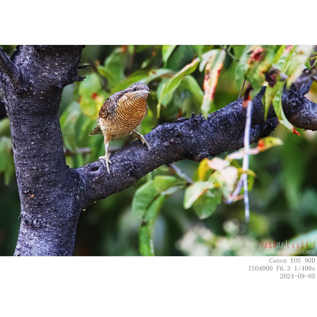 长着超长舌头以蚂蚁为主食的蚁?鸟
