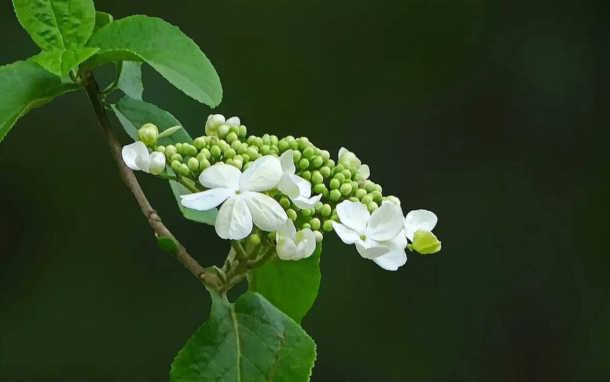琼花