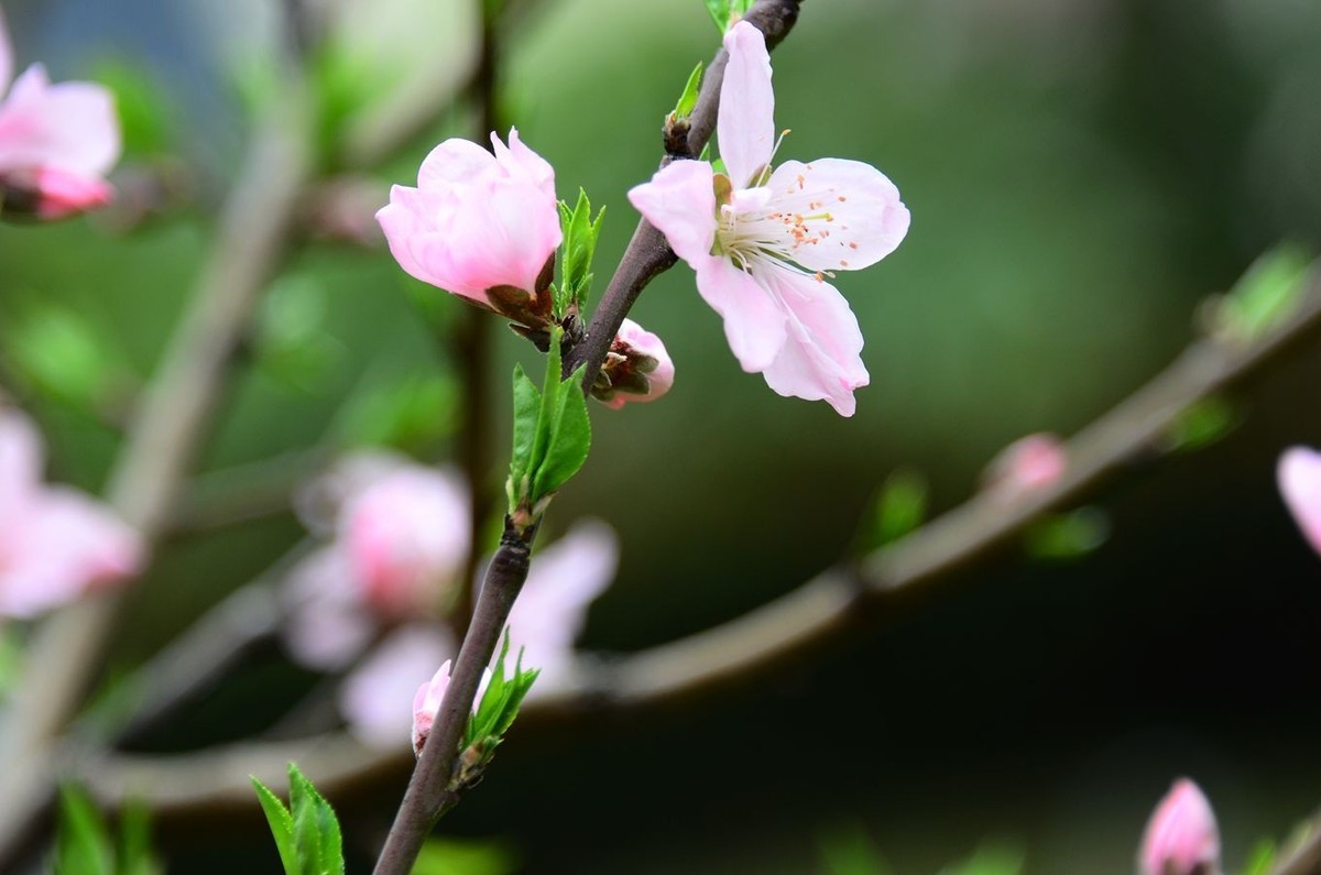 花卉系列【3230】