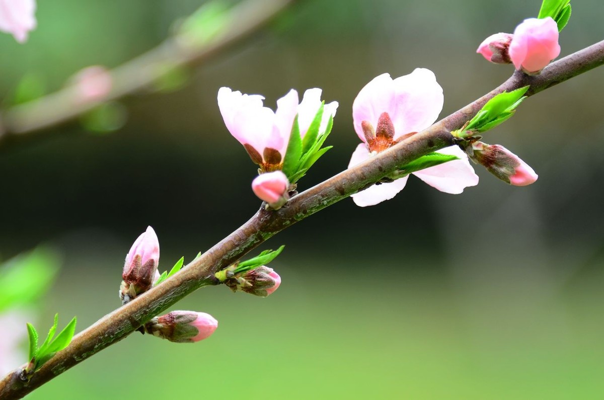 花卉系列【3230】