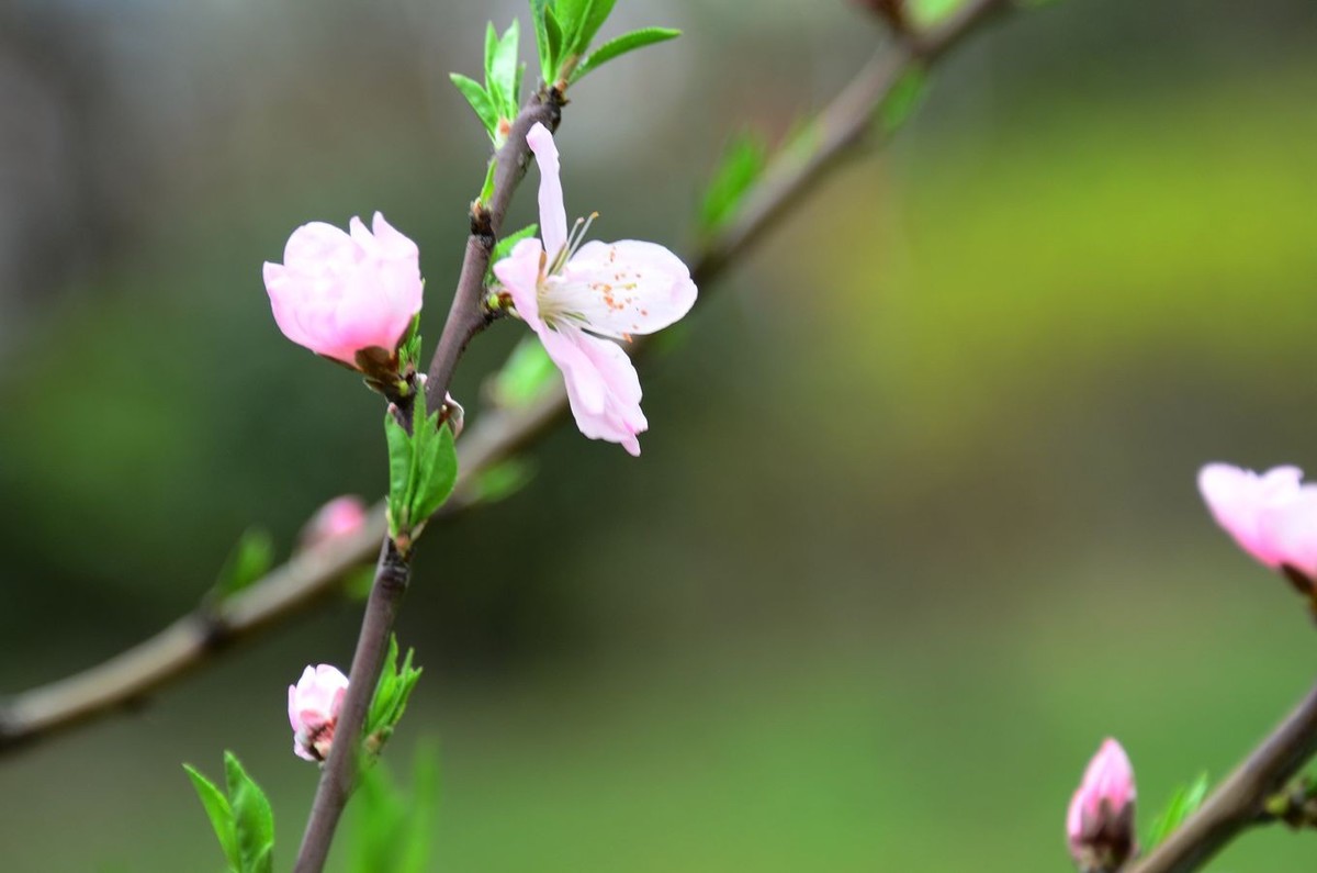 花卉系列【3230】