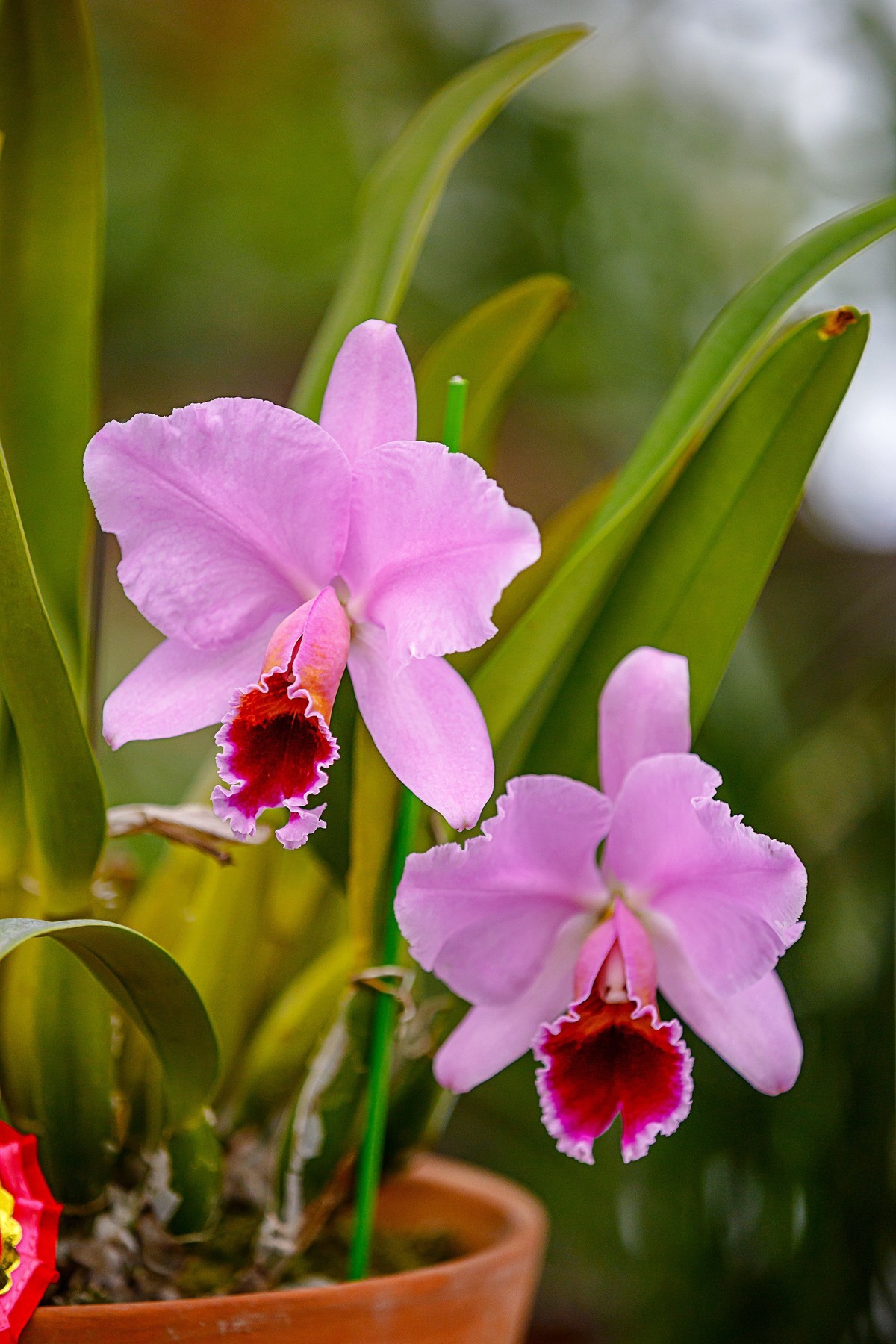 2022花城看花(16):兰花-中关村在线摄影论坛