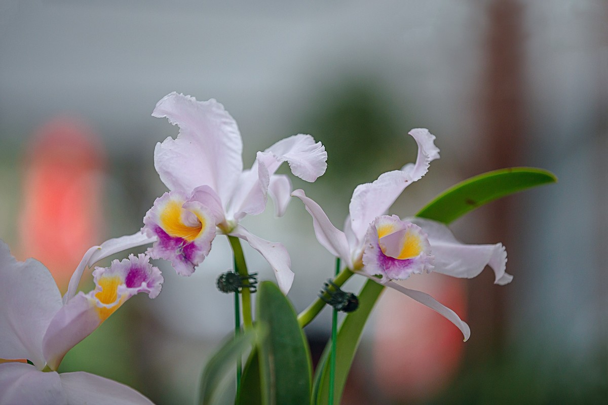 2022花城看花(16):兰花-中关村在线摄影论坛