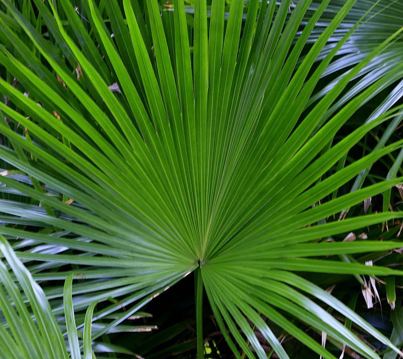 725不老松海南游摄纪实临高长岛兰湾的蒲葵