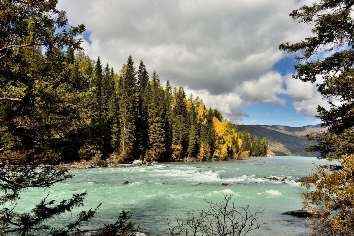 #留住美丽秋天# ——喀纳斯河畔风光【2】