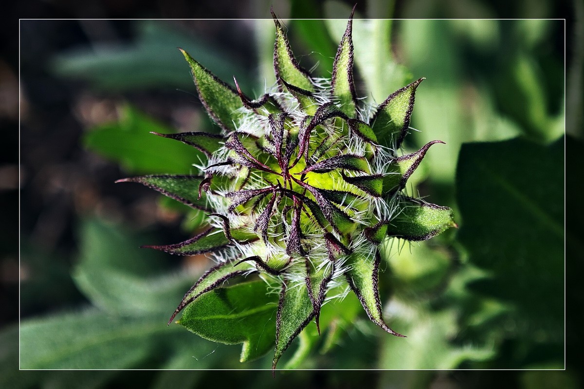 小米13Pro 微距一组！