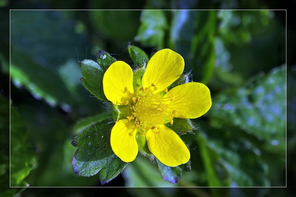 小米13Pro 微距一组！