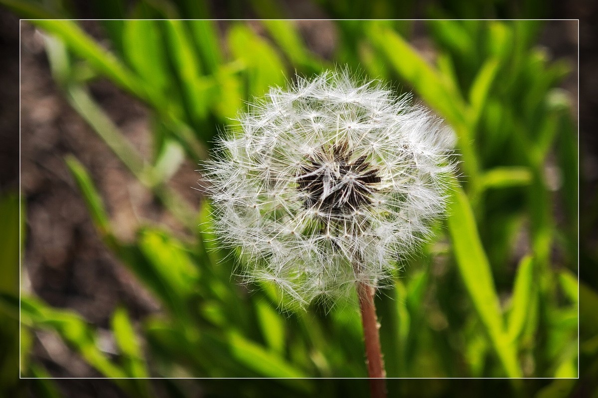 小米13Pro 微距一组！