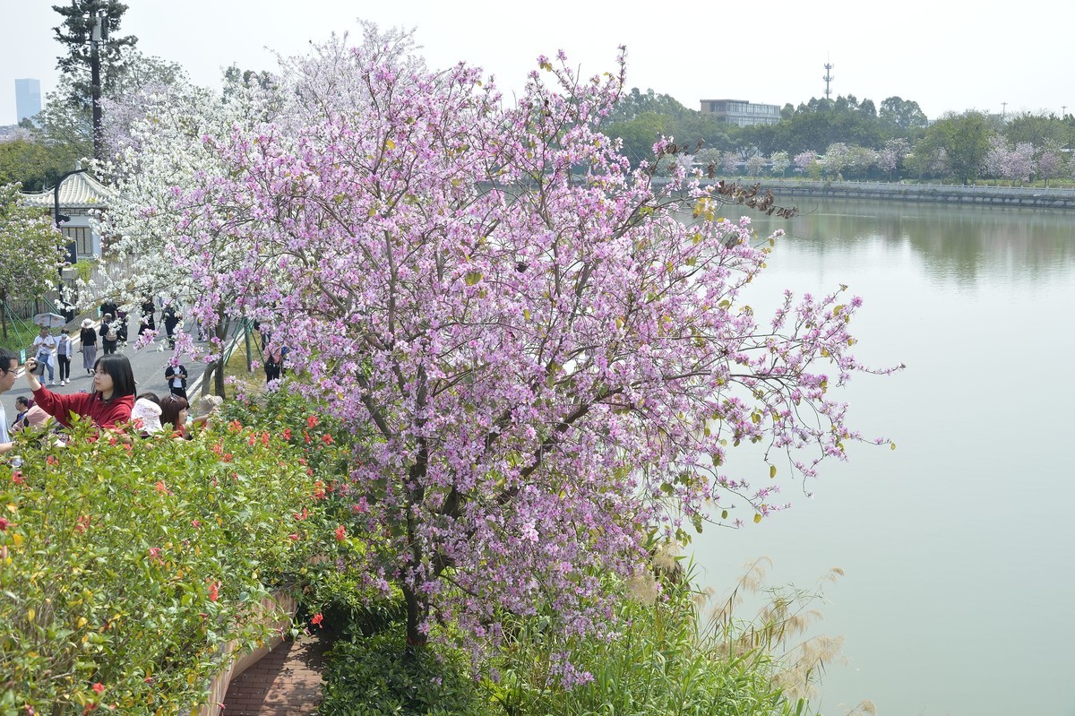 广州湿地公园紫荆花盛开