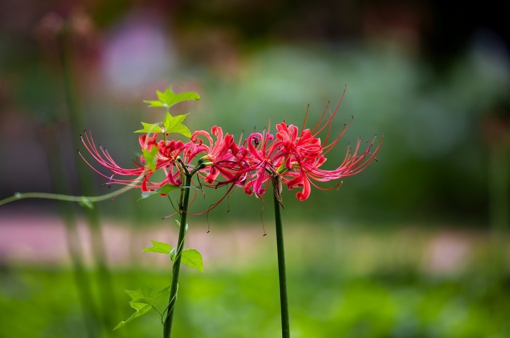 #九月精品学习@#