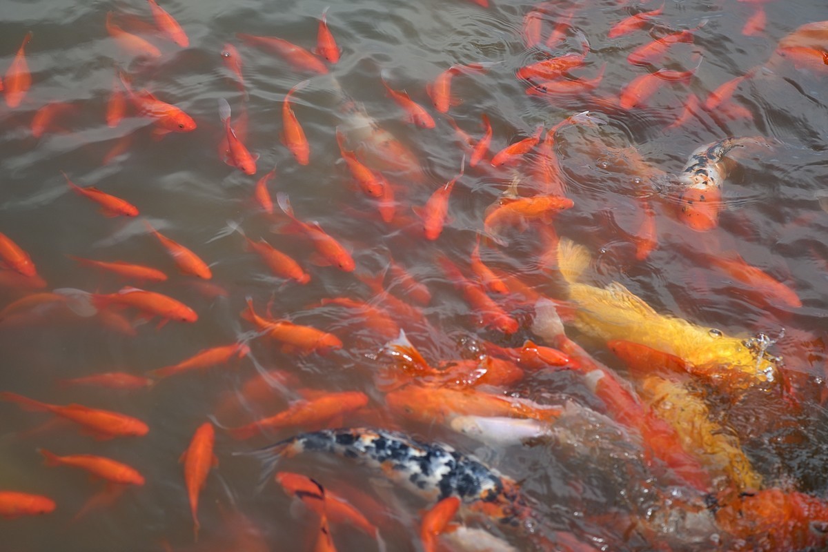 #九月精品学习@#