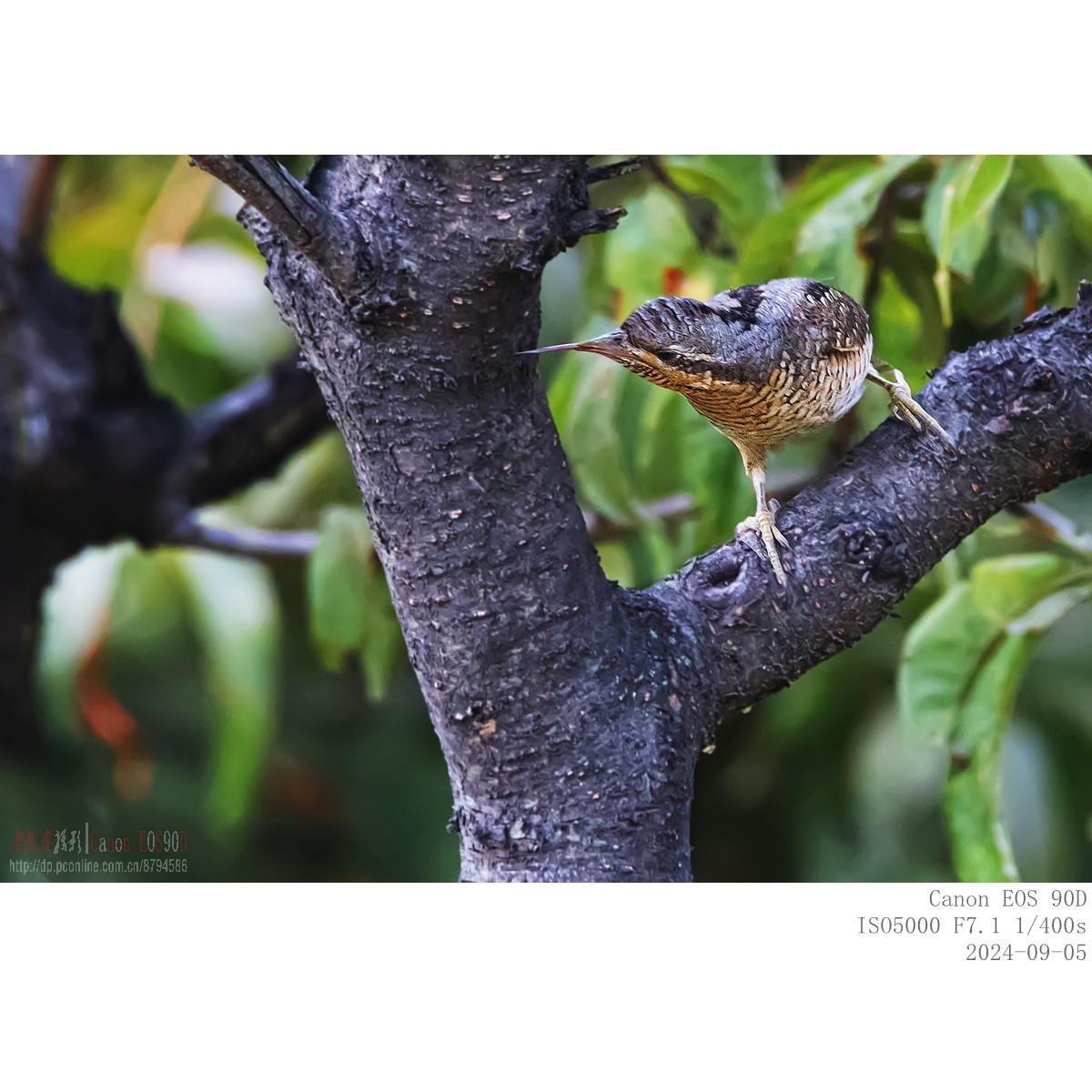 长着超长舌头以蚂蚁为主食的蚁?鸟