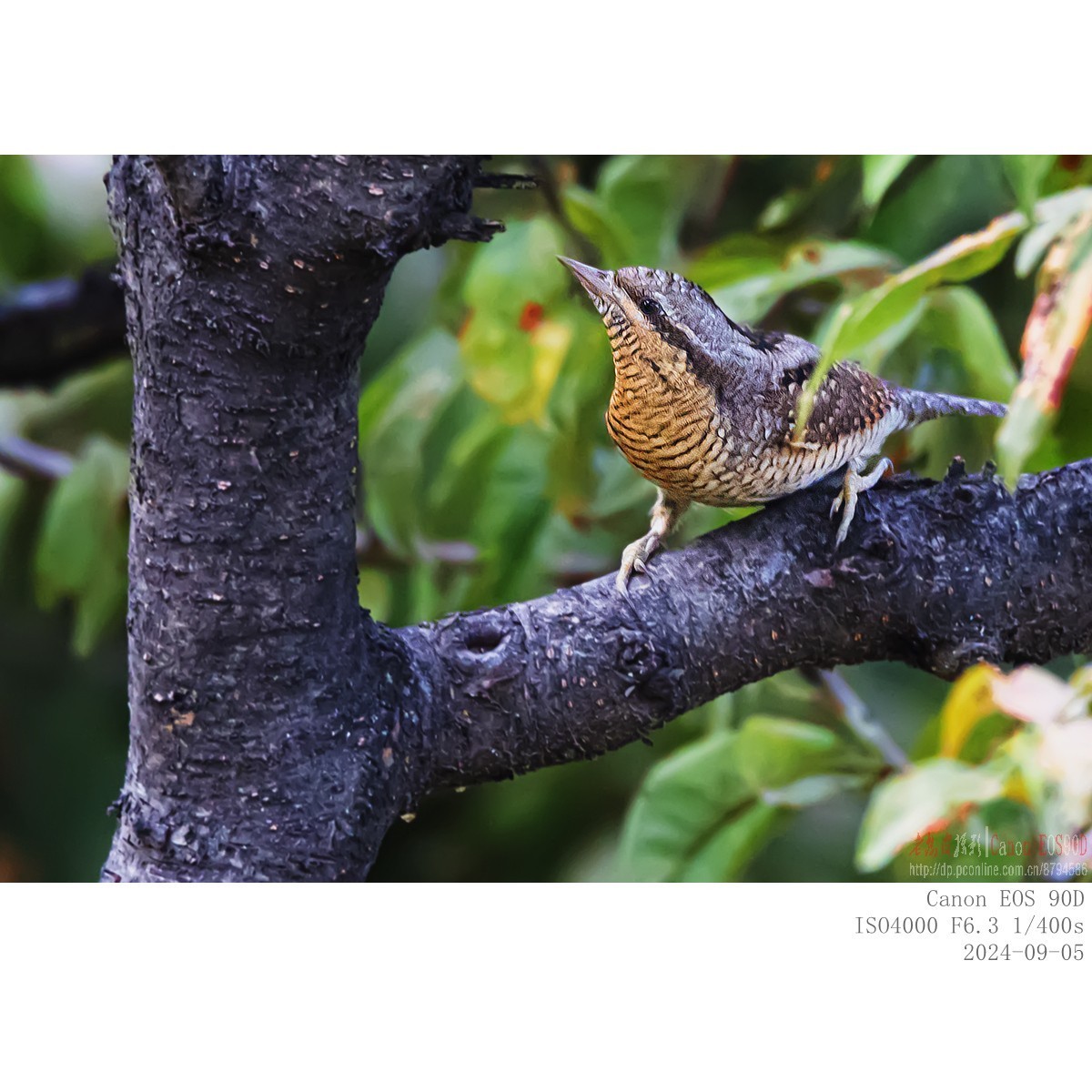 长着超长舌头以蚂蚁为主食的蚁?鸟